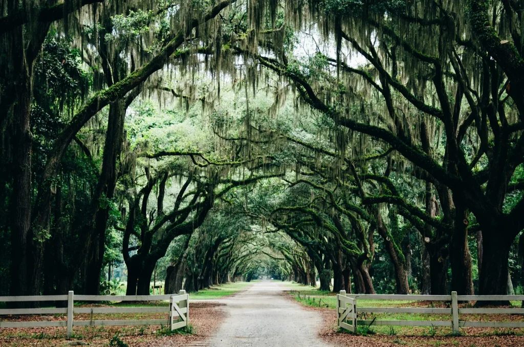 Avenida de robles con musgo español en Savannah, paisaje típico de la costa para quien circula con placa temporal en Georgia