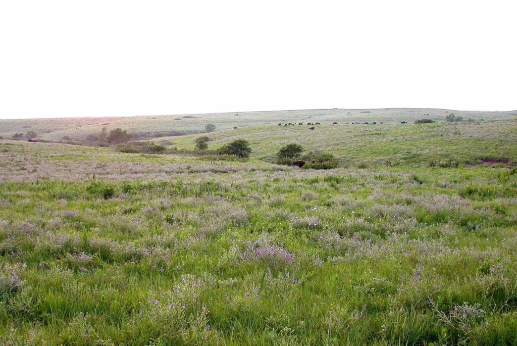Pradera de pastos altos de la Konza Prairie en los Flint Hills de Kansas, paisaje que cruza la I-70 entre Manhattan y Topeka con placa temporal en Kansas
