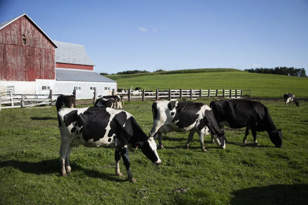 Vacas Holstein pastando frente a un granero rojo en una lechería del condado de Vernon, zona rural del oeste donde también se tramita placa temporal en Wisconsin